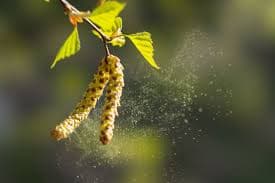 How Pollen Air Duct Cleaning in Pollen Season Can Help Asthma Sufferers.
